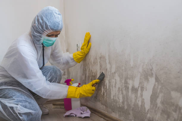 Best Affordable Mold Removal  in Newcastle, OK
