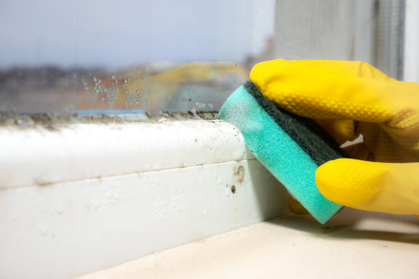Professional Mold Removal in Newcastle, OK